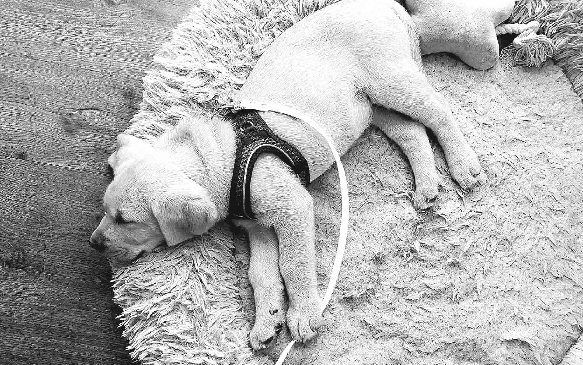 Gemeinsam Ruhe finden - Der Welpenkompass von Nadine Liebert