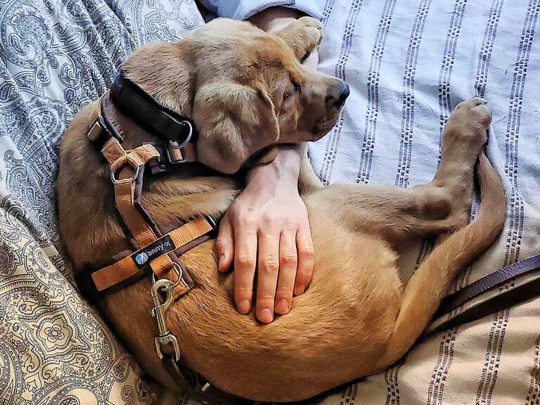 Gemeinsam Ruhe finden - Der Welpenkompass von Nadine Liebert