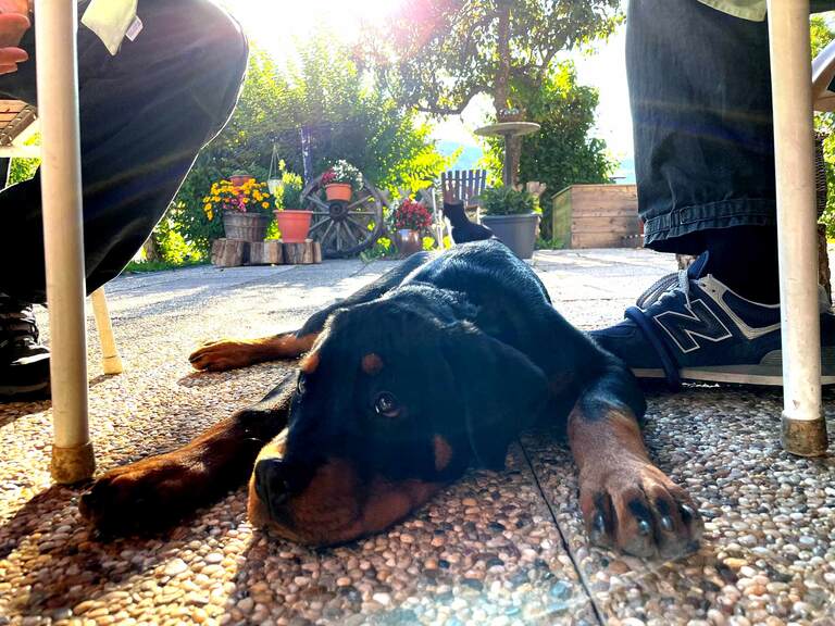 Ruhe finden - Der Welpenkompass von Nadine Liebert