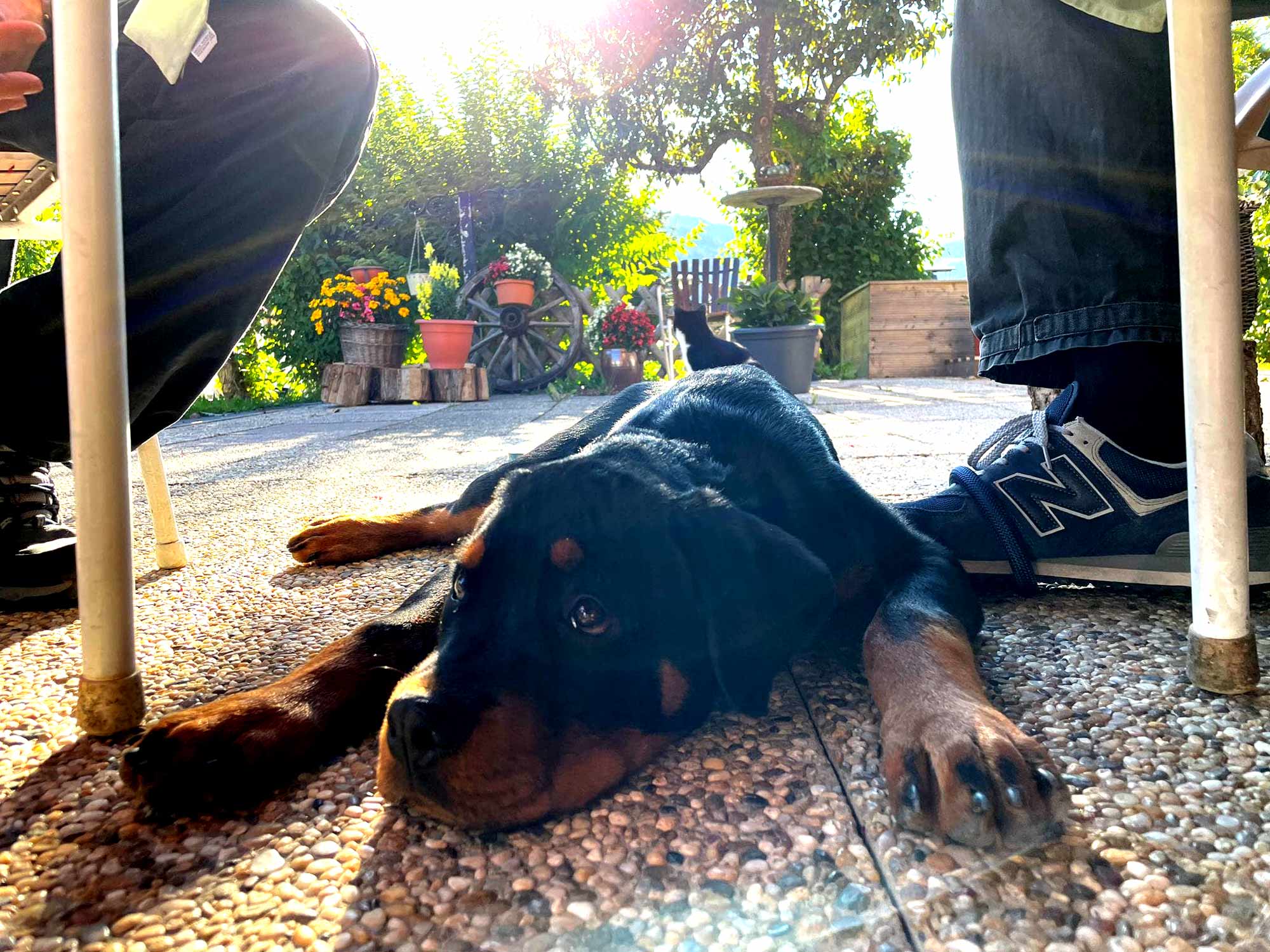 Ruhe finden - Der Welpenkompass von Nadine Liebert