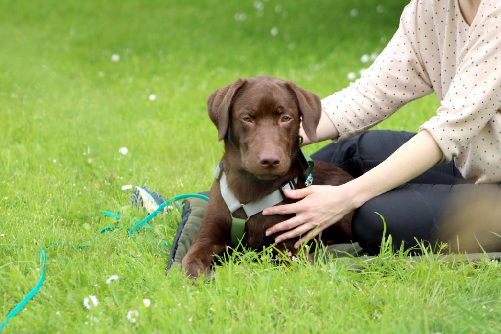 Ruhekompetenz - Der Welpenkompass von Nadine Liebert