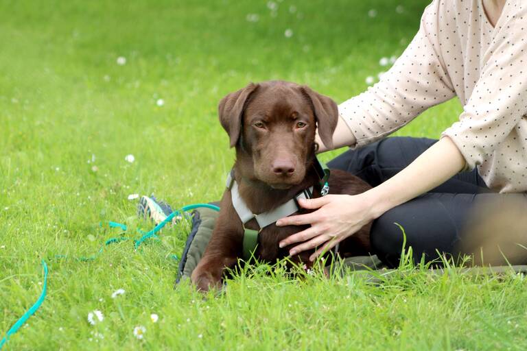 Ruhekompetenz - Der Welpenkompass von Nadine Liebert