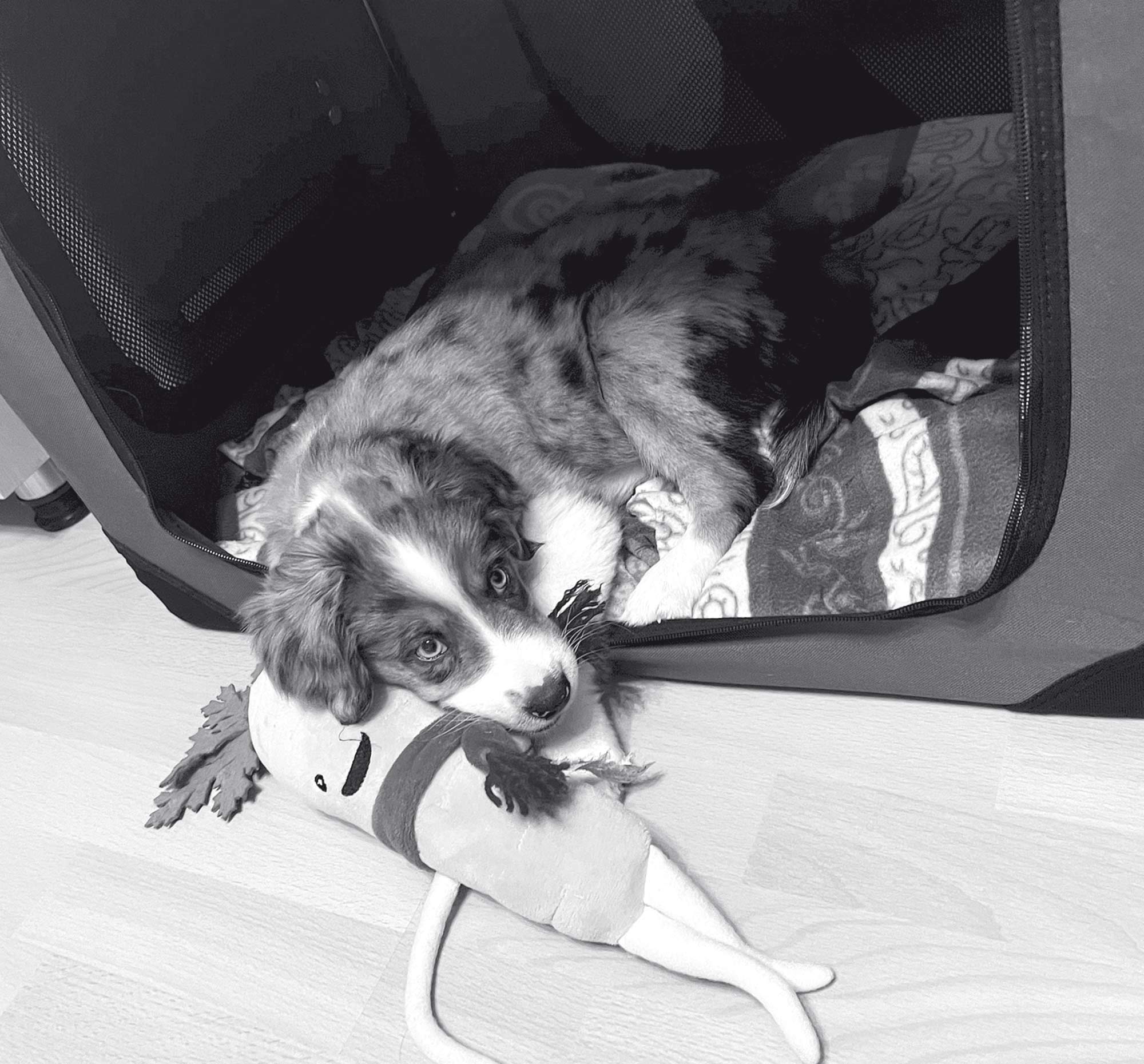 Hund schläft in Box | Ruhekompetenz - Der Welpenkompass von Nadine Liebert