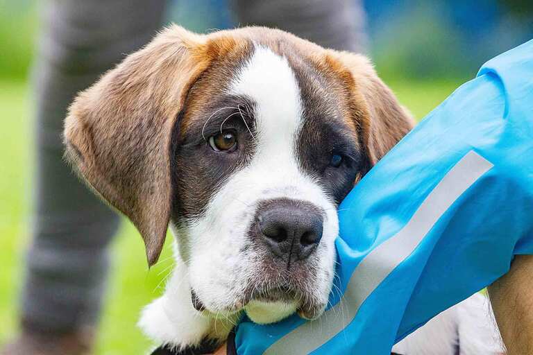 Nadine Liebert - Sicherheit in der Welpenzeit