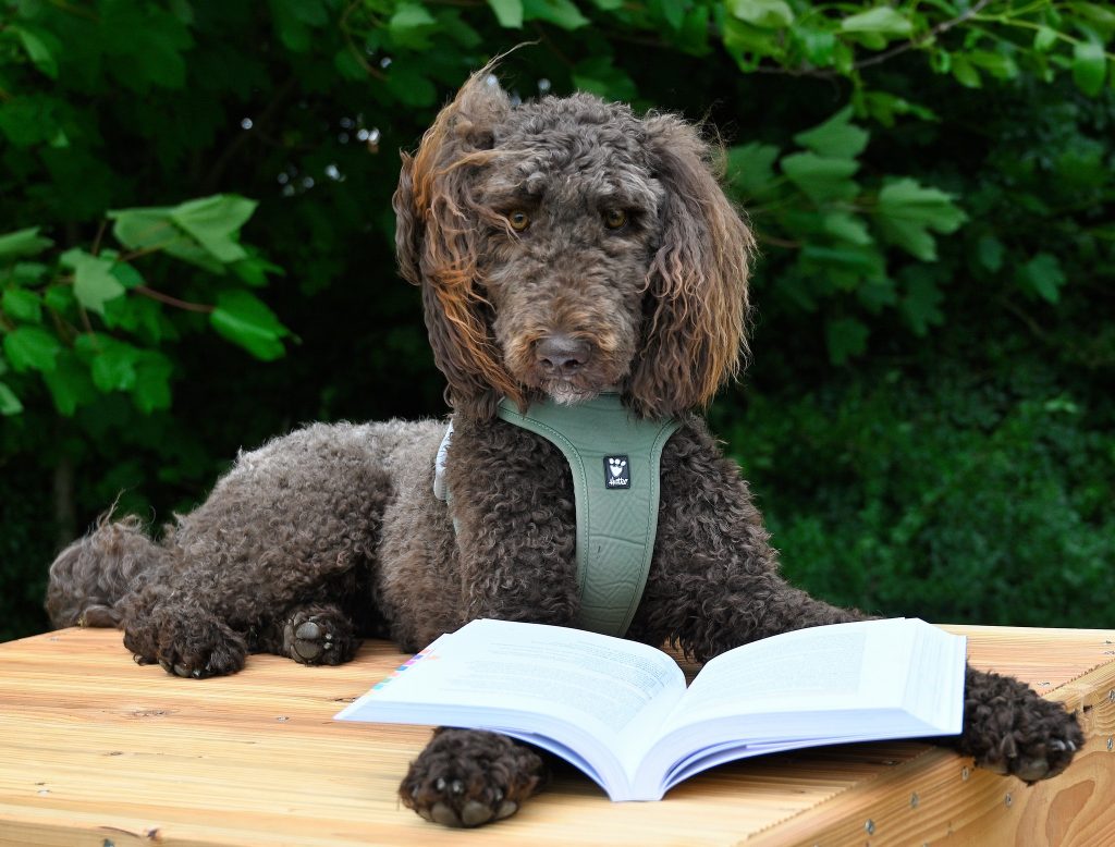 Titelbild: Ein Jahr WELPENKOMPASS