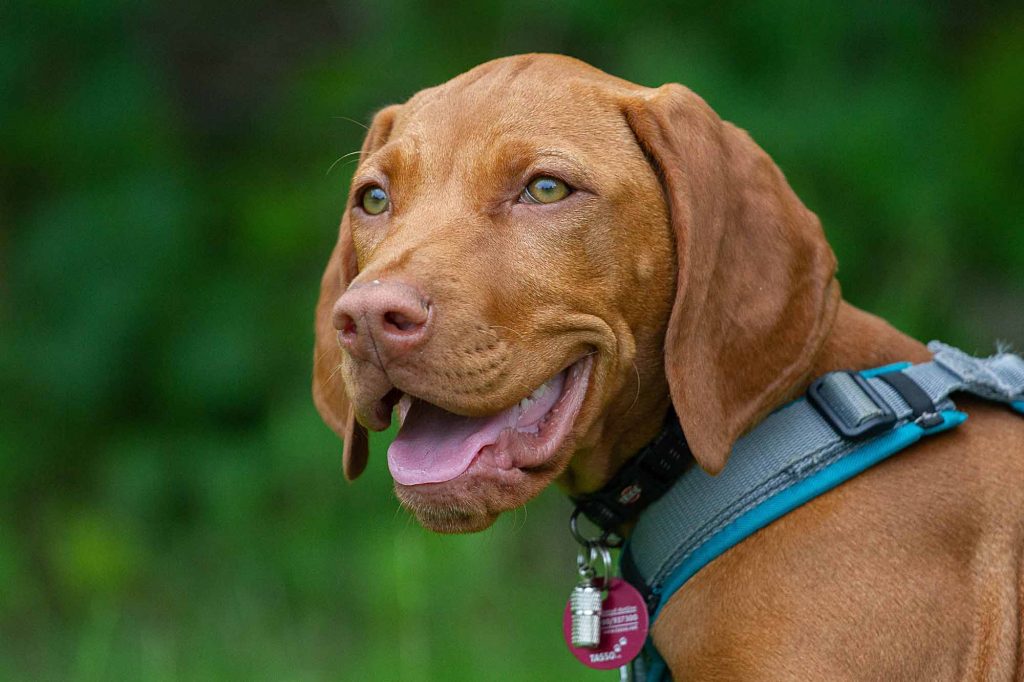 Titelbil | Bedürfnisse von Hunden erkennen und erfüllen – Grundlage für ein entspanntes Miteinander