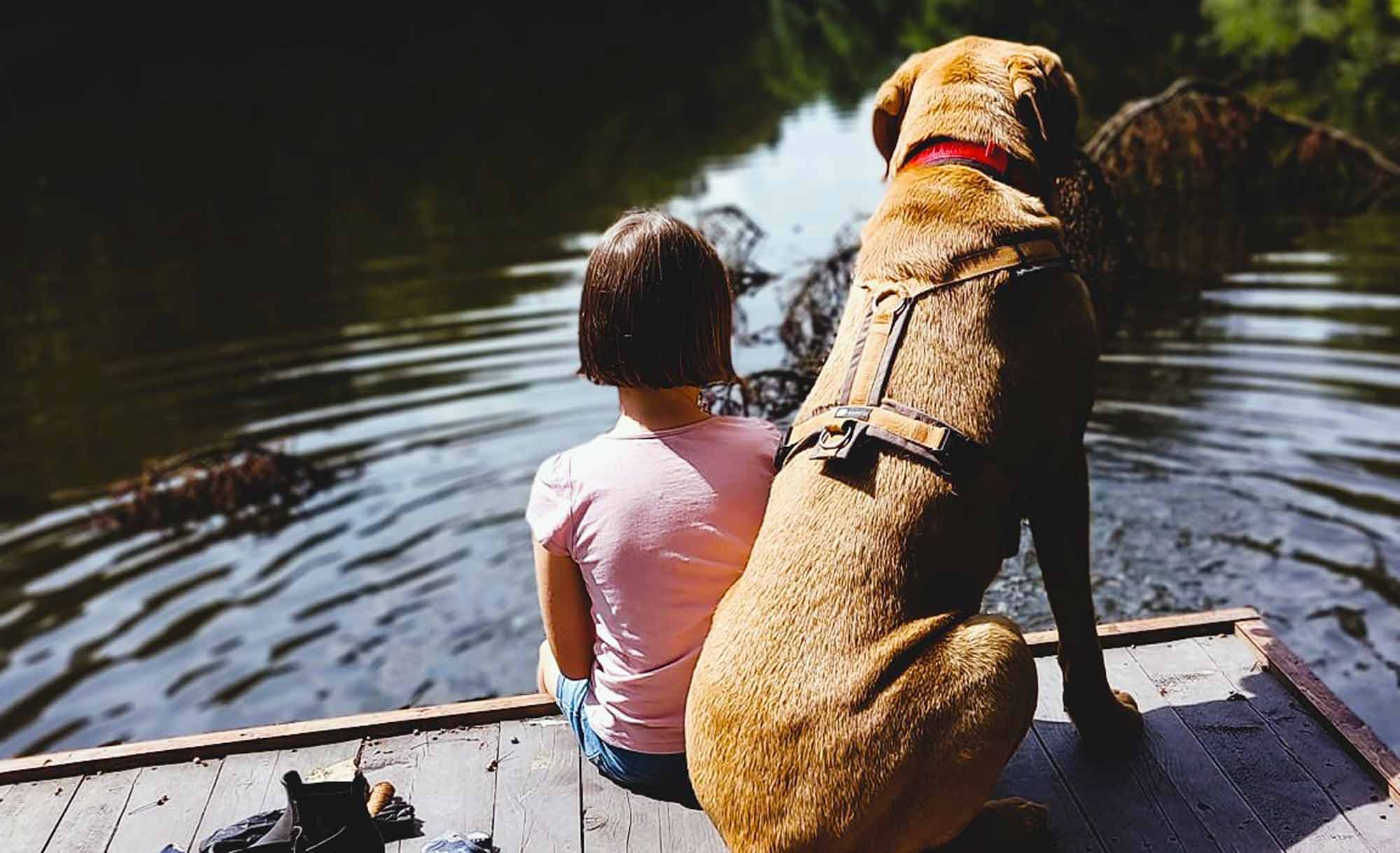 Titelbild | Wunsch oder Bedürfnis: Hunde im Alltag verstehen und begleiten