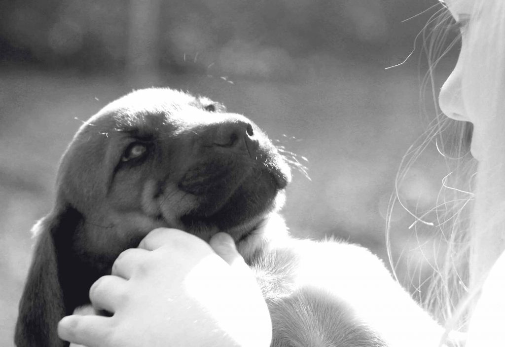 Wunsch oder Bedürfnis: Hunde im Alltag verstehen und begleiten