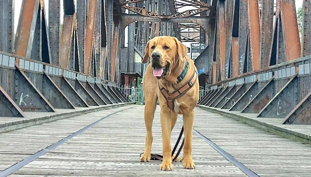Titelbild | Bedürfnisse aller Beteiligten: Hund, Mensch, Familie und Gesellschaft in Balance bringen