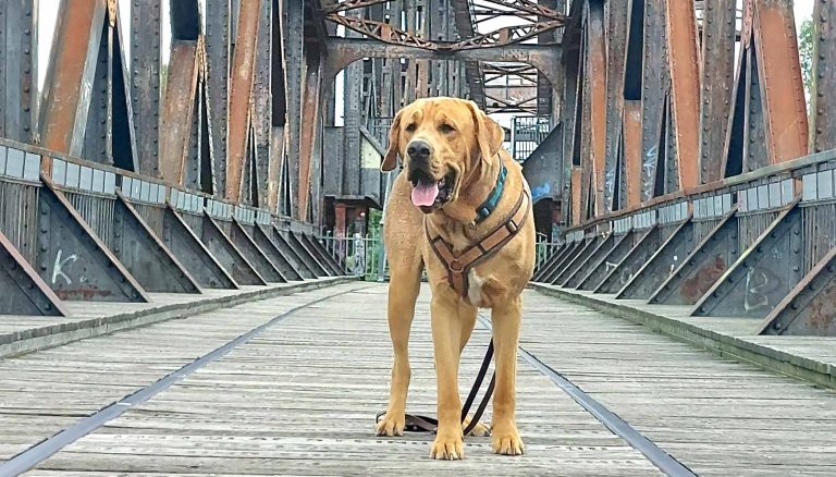 Titelbild | Bedürfnisse aller Beteiligten: Hund, Mensch, Familie und Gesellschaft in Balance bringen