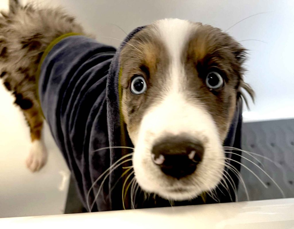 Titelbild | Bedürfnisse in Alltagssituationen: Gelassen durch Tierarzt, Spaziergang & Begegnungen