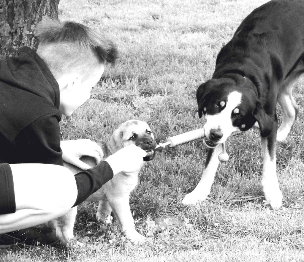 Bedürfnisse in Alltagssituationen: Gelassen durch Tierarzt, Spaziergang & Begegnungen