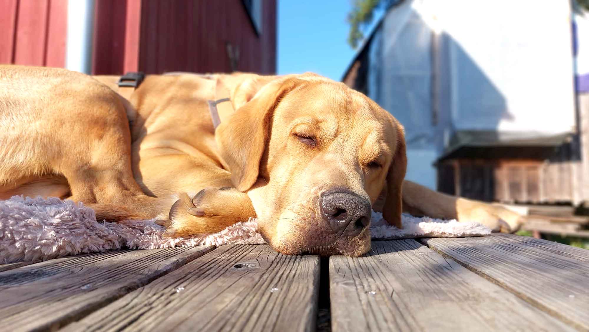 Titelbild: Mythen & Fallen: Strafe, Grenzen und bedürfnisorientierte Erziehung