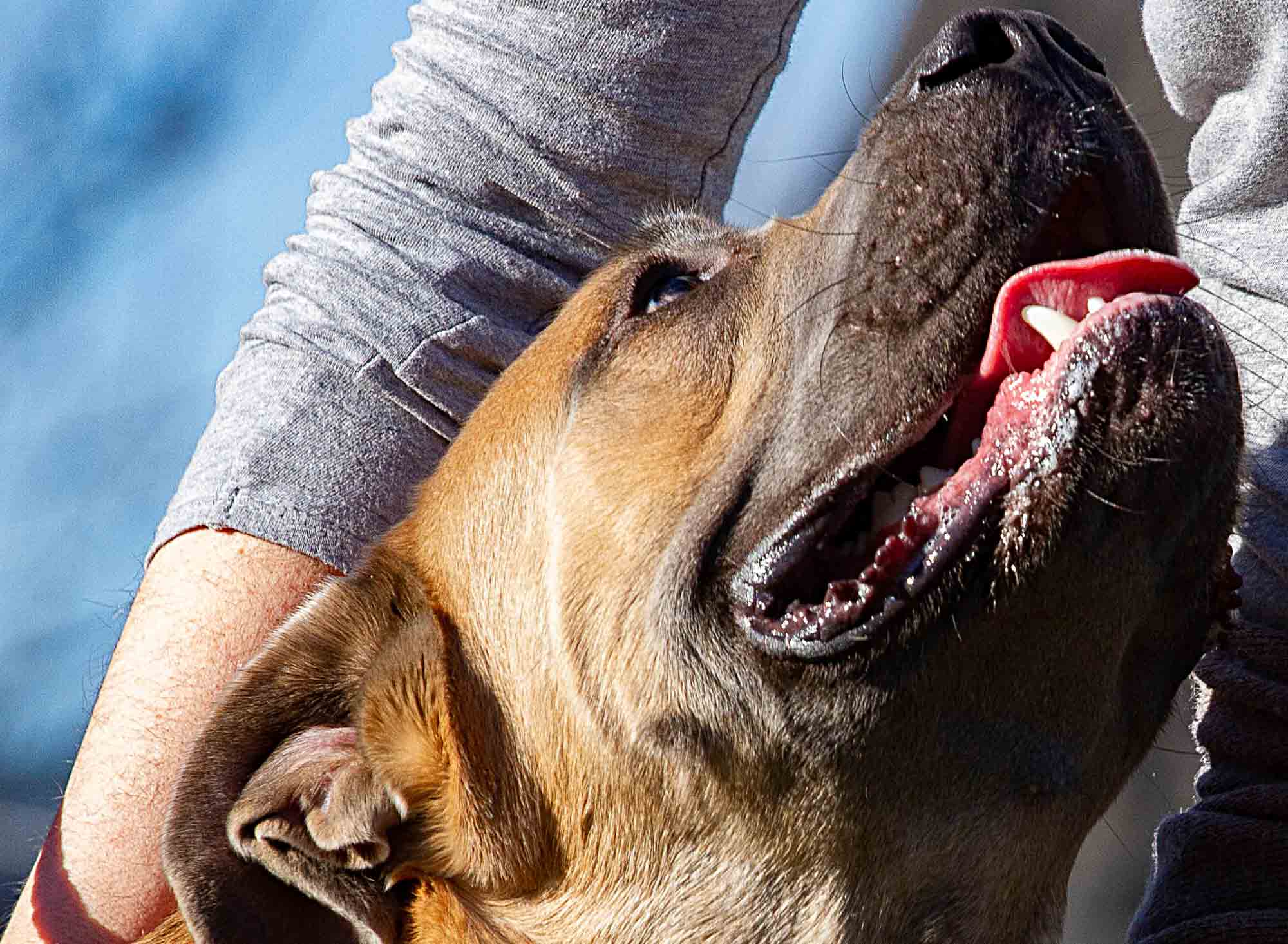 Bindung zwischen Mensch und Hund – Warum sie so wichtig ist | Mehr im Welpenkompass von Nadine Liebert