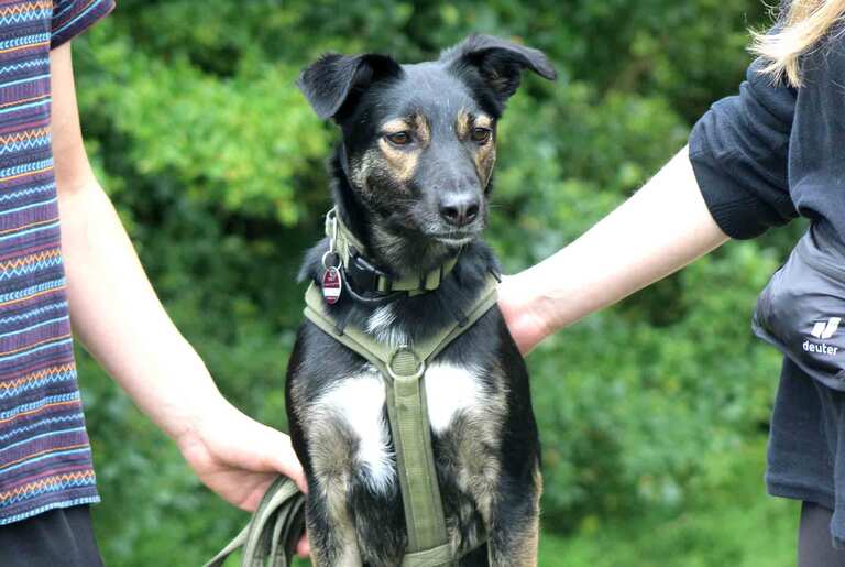 Titlelbild: Bindung zwischen Mensch und Hund Teil 3