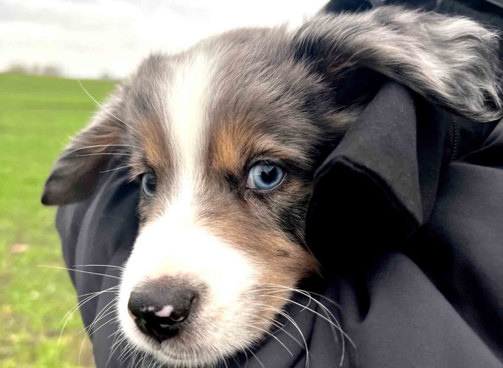 Titlelbild: Bindung zwischen Mensch und Hund Teil 4