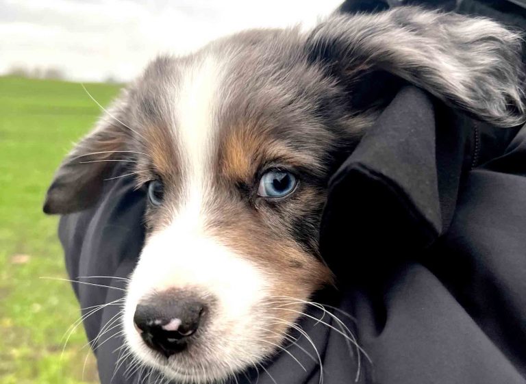 Titlelbild: Bindung zwischen Mensch und Hund Teil 4