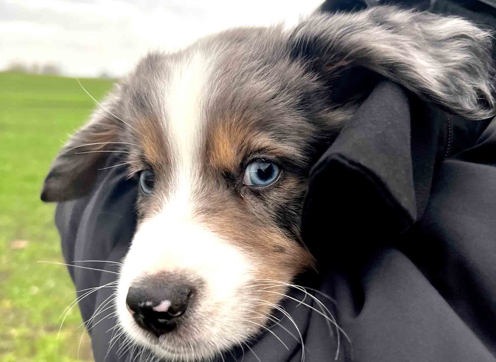 Titlelbild: Bindung zwischen Mensch und Hund Teil 4