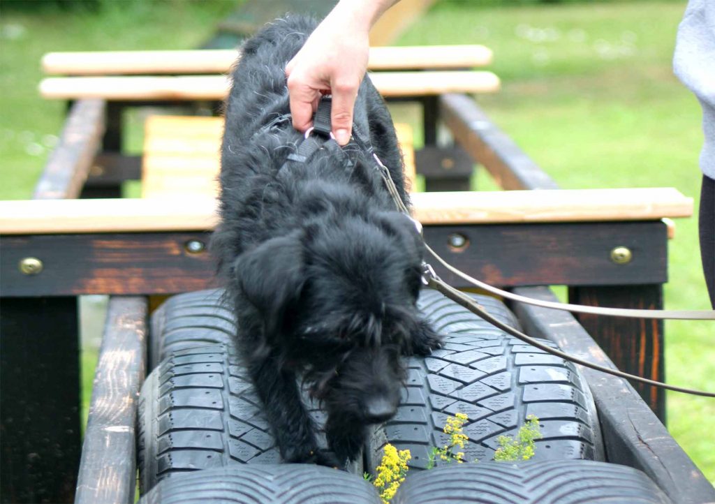 Titelbild | Bindung alters- und situationsgerecht: Feinfühlige Begleitung für jeden Hund