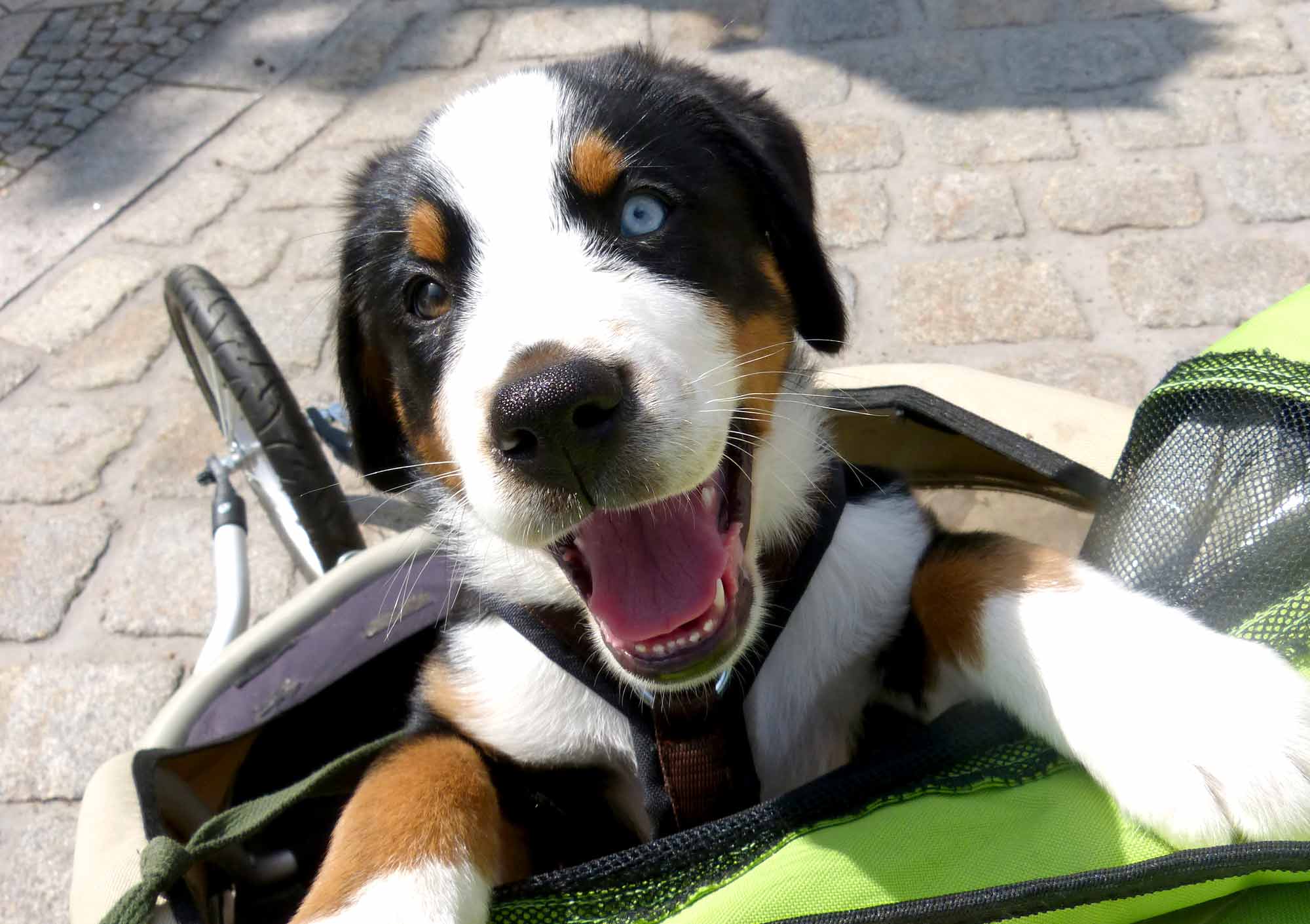 Titelbild | Bindung in neurodivergenten Familien – ein flexibles Fundament für den Alltag