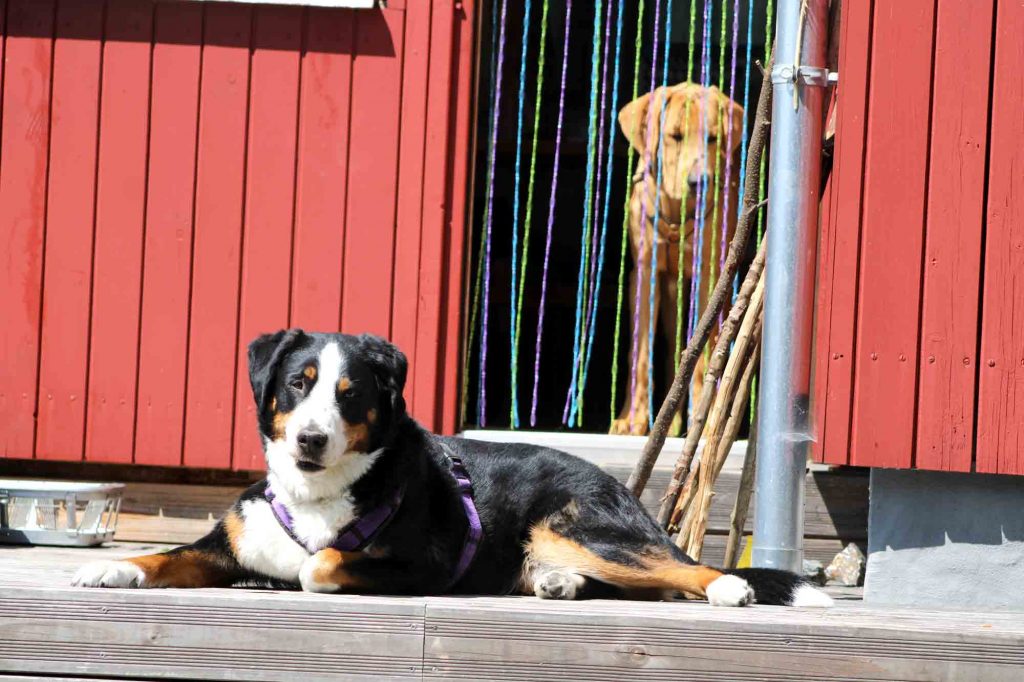 Warum „brav sein“ nicht reicht - Der Welpenkompass von Nadine Liebert