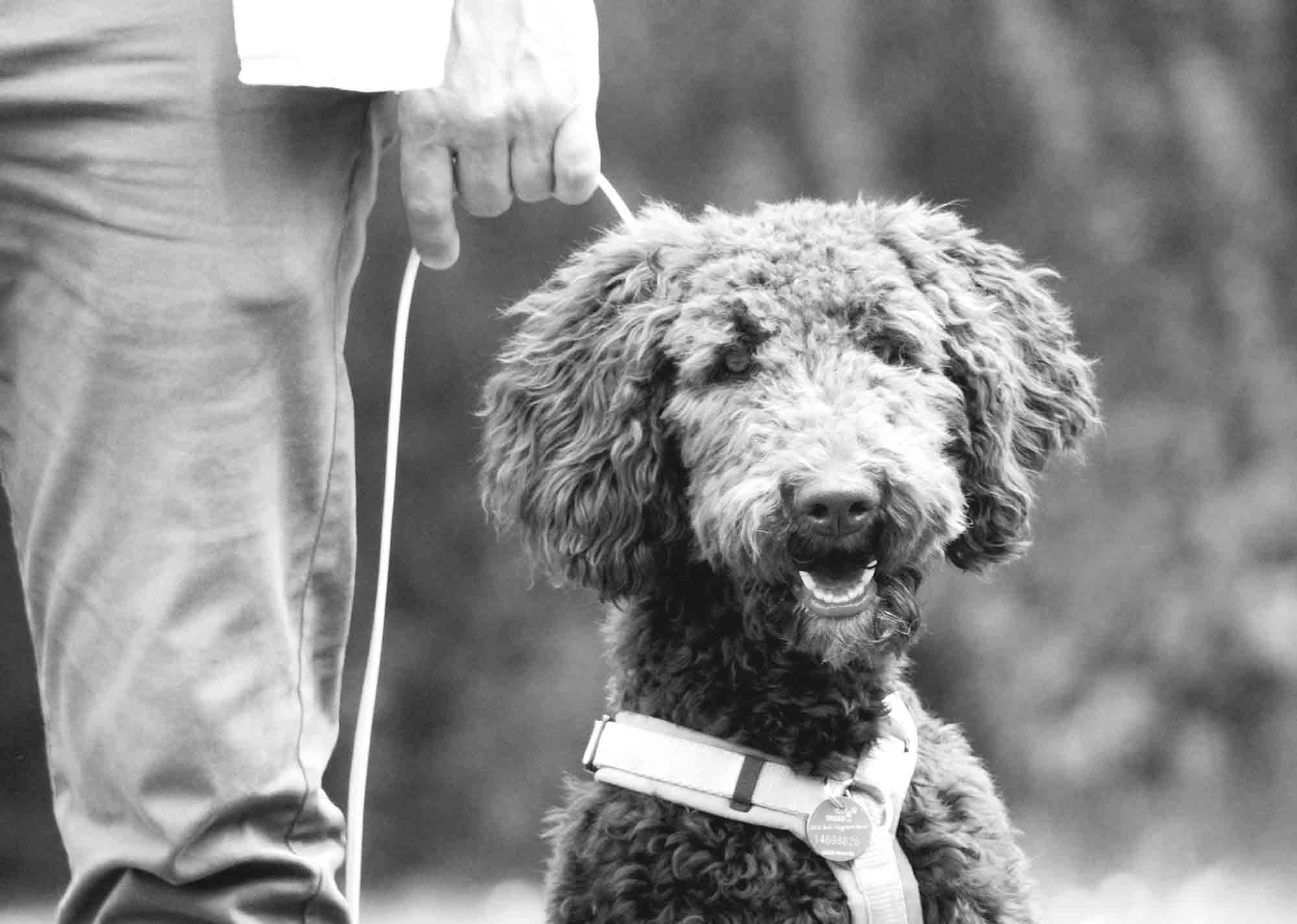 Warum „brav sein“ nicht reicht - Der Welpenkompass von Nadine Liebert