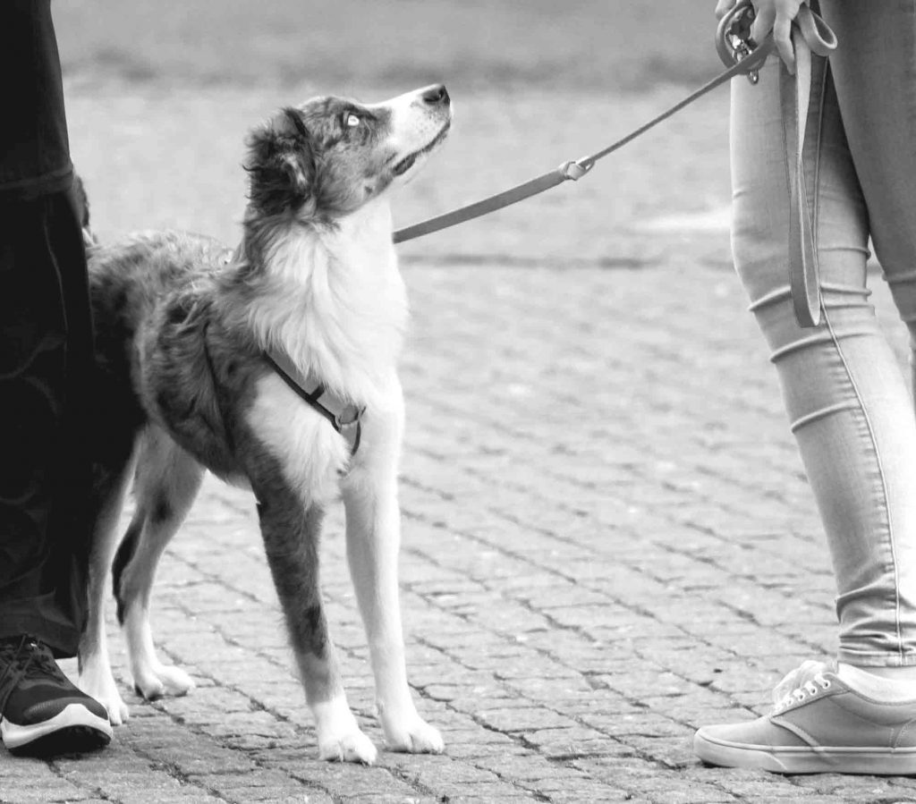 Warum „brav sein“ nicht reicht - Der Welpenkompass von Nadine Liebert