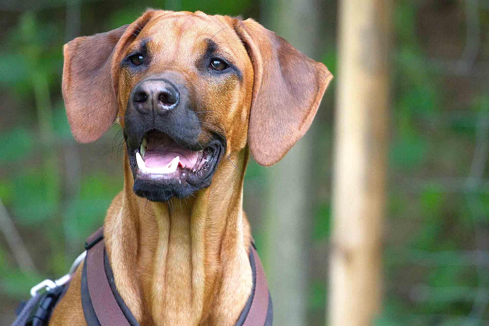 Warum „brav sein“ nicht reicht - Der Welpenkompass von Nadine Liebert