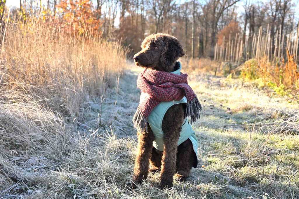 Frohes Fest mit Hund & Co. – So wird Weihnachten entspannt und sicher - Der Welpenkompass von Nadine Liebert