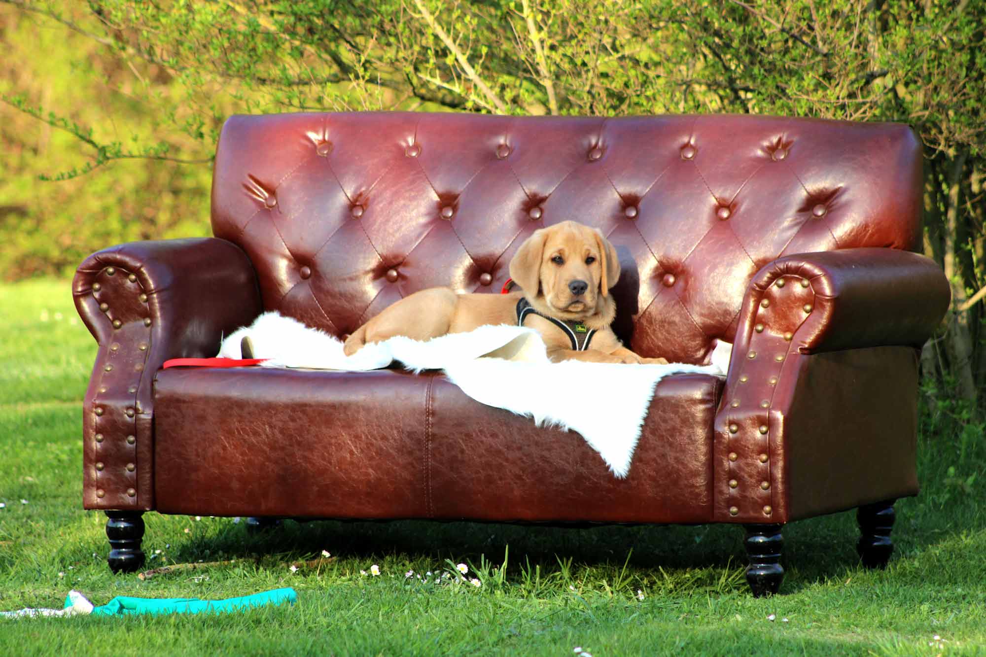 Titelbild: Braucht mein Hund ein Hobby?