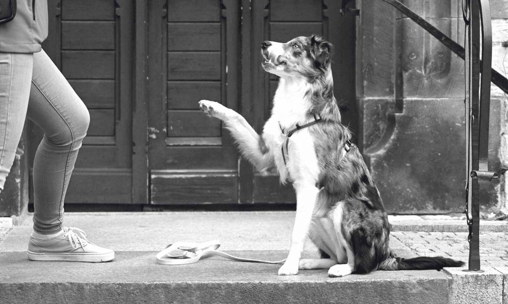 Braucht mein Hund ein Hobby?