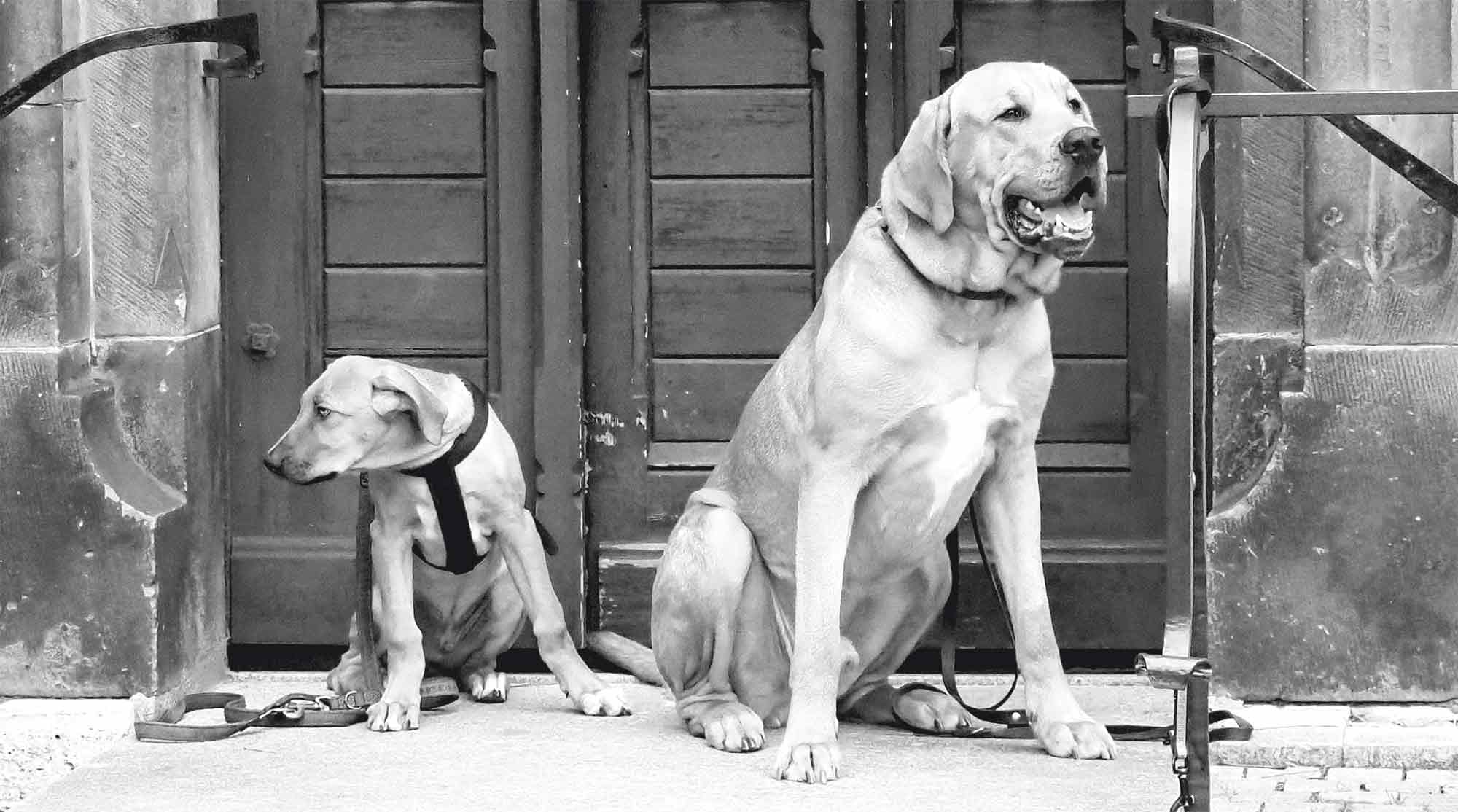 Nadine Liebert - Kein Hund wie der andere