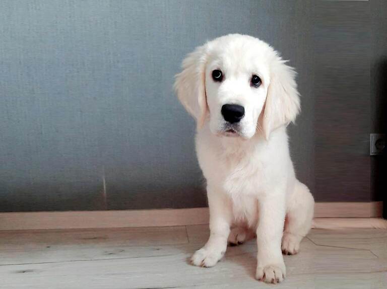 Rituale der Ruhe - Der Welpenkompass von Nadine Liebert