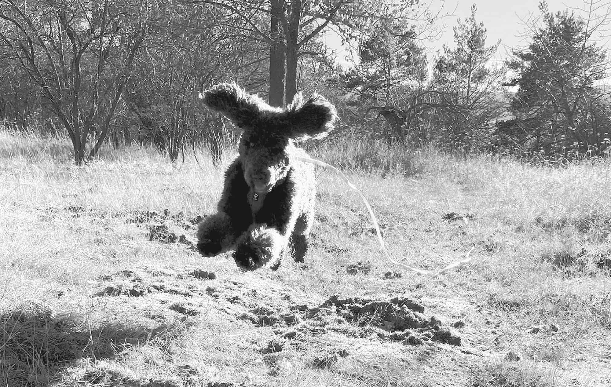 Ruhe bedeutet nicht Stillstand – sondern Balance - Der Welpenkompass von Nadine Liebert