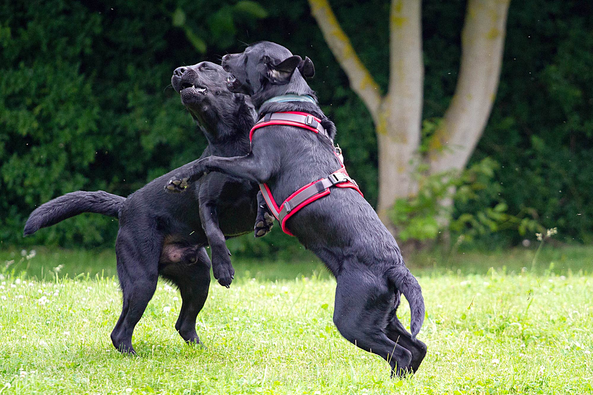 Ruhe bedeutet nicht Stillstand – sondern Balance - Der Welpenkompass von Nadine Liebert