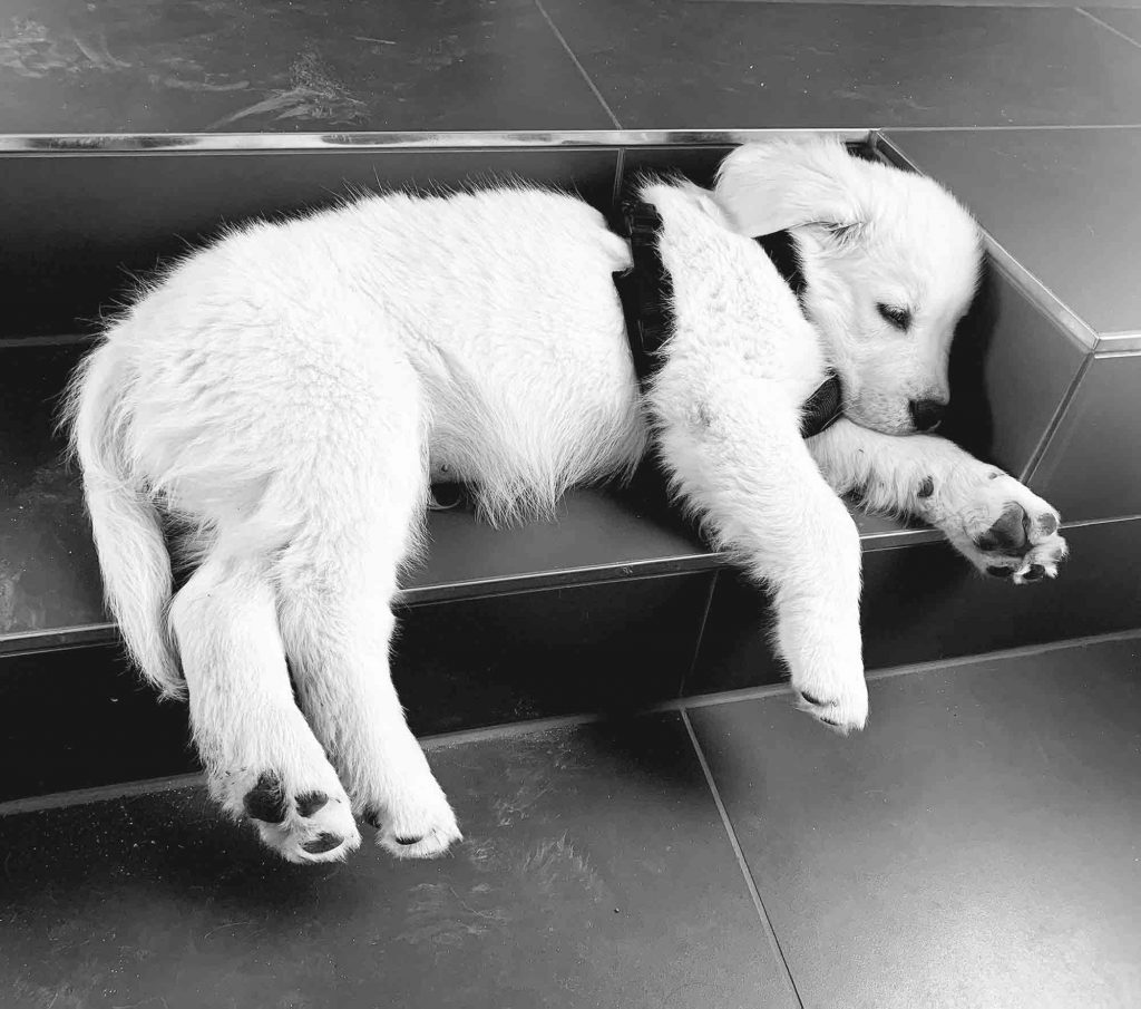 Silvester mit Hund – So wird Weihnachten entspannt und sicher - Der Welpenkompass von Nadine Liebert