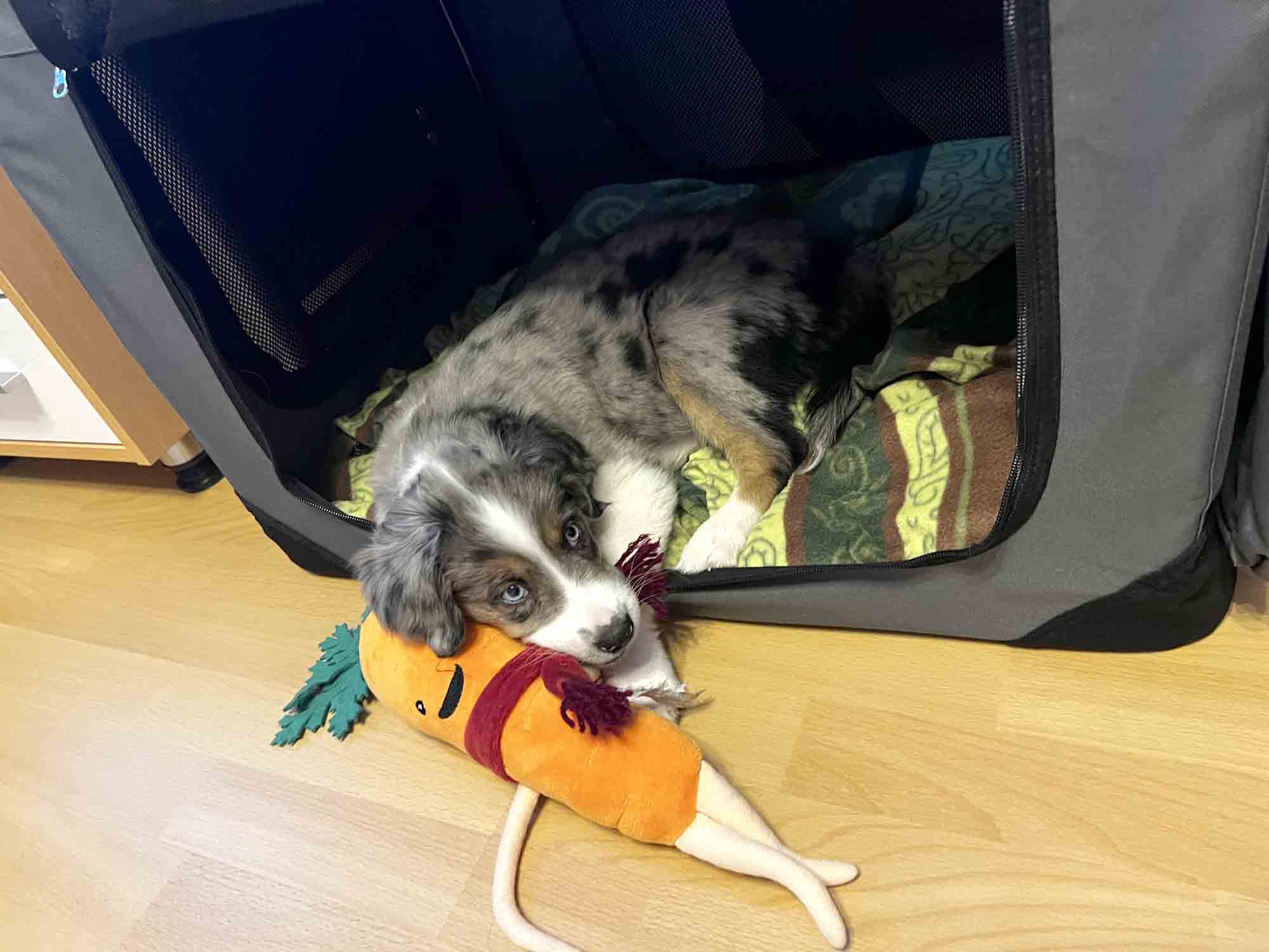 Silvester mit Hund – So wird Weihnachten entspannt und sicher - Der Welpenkompass von Nadine Liebert