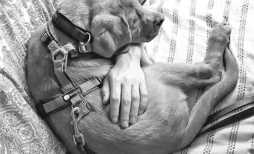 Wenn Ruhe schwerfällt - Der Welpenkompass von Nadine Liebert