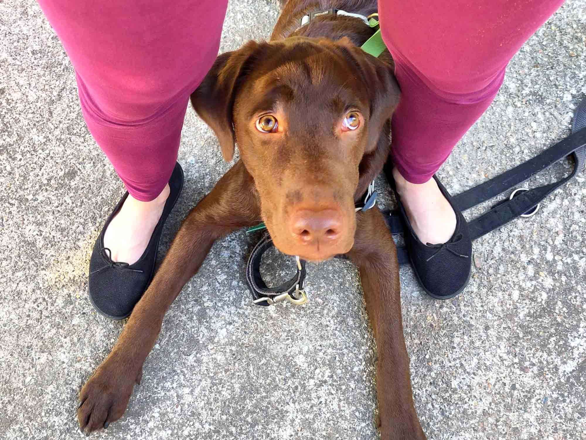 Wenn Ruhe schwerfällt - Der Welpenkompass von Nadine Liebert