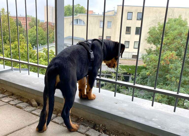 Zuhause als Sicherer Hafen- Der Welpenkompass von Nadine Liebert